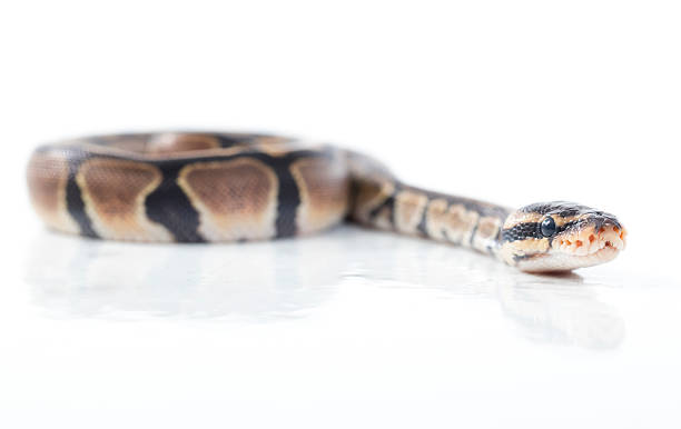 190+ Python Skull Stock Photos, Pictures & Royalty-Free Images - iStock
