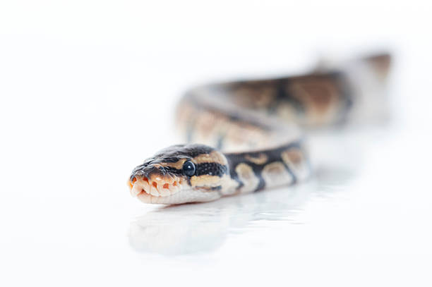 190+ Python Skull Stock Photos, Pictures & Royalty-Free Images - iStock