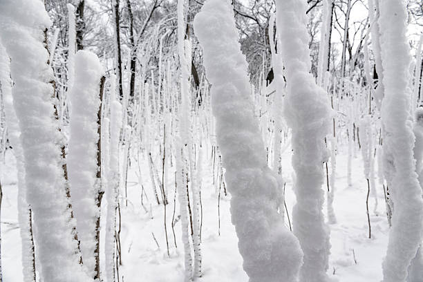 The forest, trees and bushes, covered by snow at winter after the showfall. Alley Pond park, Queens, Long Island, New York State, USA (North America)