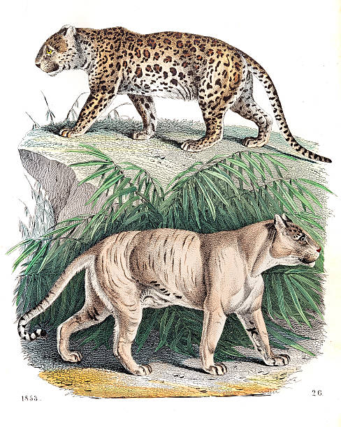 Panter and Lion-tiger engraving 1853 Panter and Lion-tiger engraving 1853 africa antique old fashioned engraving stock illustrations