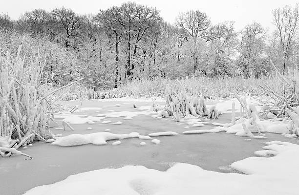 Snowy wintry landscape in the city park of Kampen, The Netherlands . People are walking on the footpaths and taking pictures of the frozen winter landscape, The Netherlands . The people are standing on a bridge in the city park during a beautiful winter day with snow on the trees and plants. The park is just outside of the ancient city centre of Kampen, a Hanseatic League city.