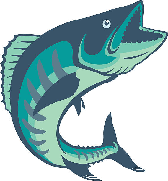 king mackerel - tuna spearfishing sea bream illustrated stock illustrations
