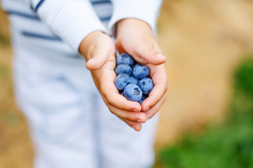 Little boy holding blueberries on organic self pick farm. Funny child eating fresh berries as healthy snack for kids and adults. Hands of child.