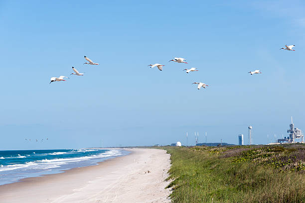 White Ibis flying at Cape Canaveral