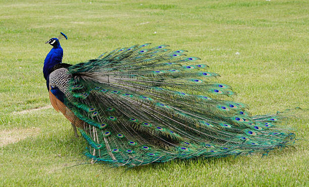 Profile of peacock displaying its plumage stock photo