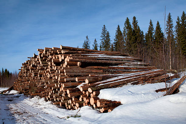 os registos - lumber industry cold day forest imagens e fotografias de stock