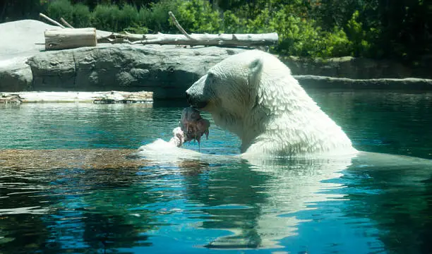 Polar Bear in the water.