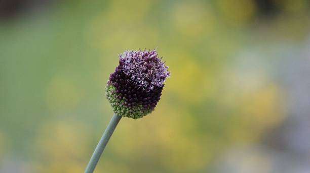 Allium bud close-up stock photo