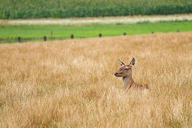 istock Female doe red deer hiding in the long grass 538812763
