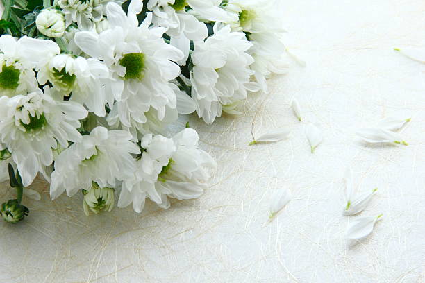 Bouquet of chrysanthemums Bouquet of chrysanthemums mourner photos stock pictures, royalty-free photos & images