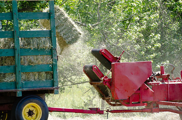 istock Bales of Hay 538813316