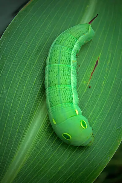 Close-up of a Tiger Swallowtail, Papilio glaucus Caterpillar