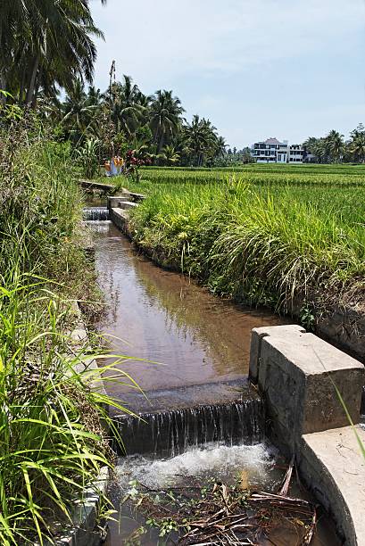 Irrigation in the rice paddies near Ubud, Bali.