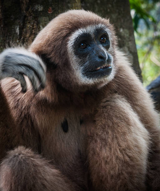 istock Little Brown Gibbon, Koh Samui, Thailand 538815785