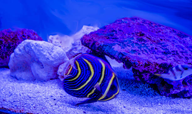 Emperor Fish in the Reef stock photo