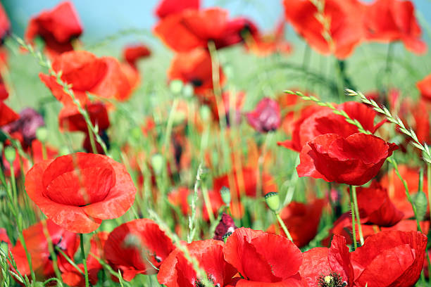 istock red poppy flowers nature background 538829917