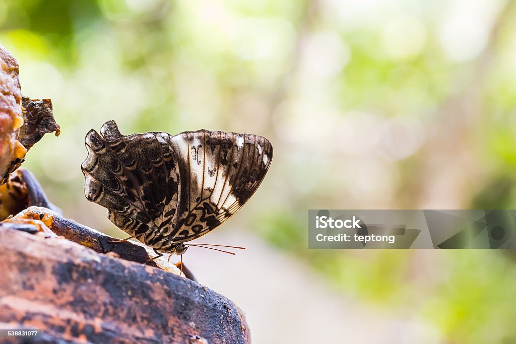 Blue Begum butterfly Close up of Blue Begum (Prothoe franck) butterfly feeding on fruit, backlighting shooting 2015 Stock Photo