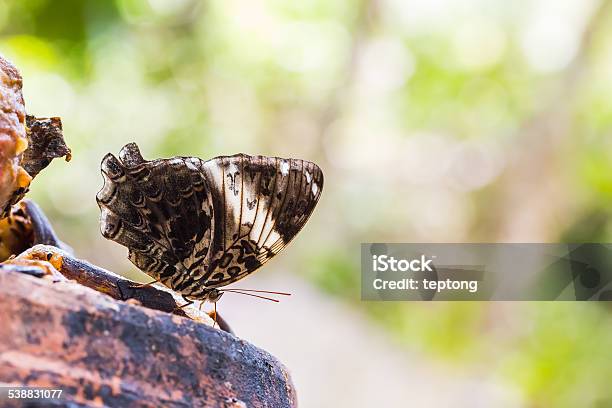 Blue Begum Butterfly Stock Photo - Download Image Now - 2015, Animal, Animal Abdomen