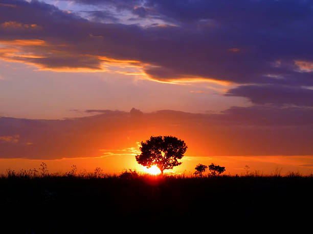 istock Silhouette of a single tree against the setting sun 538837563