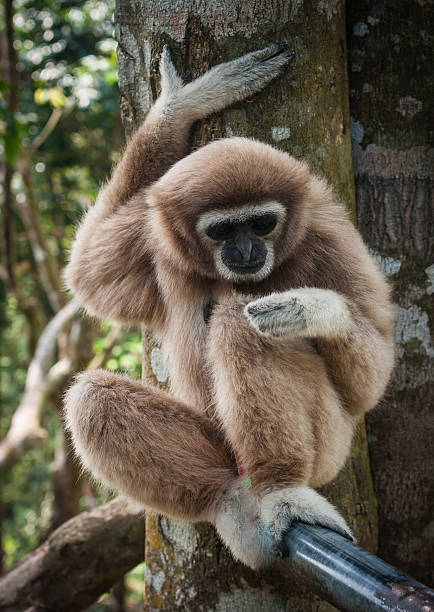 Image of Little Brown Gibbon, Koh Samui, Thailand