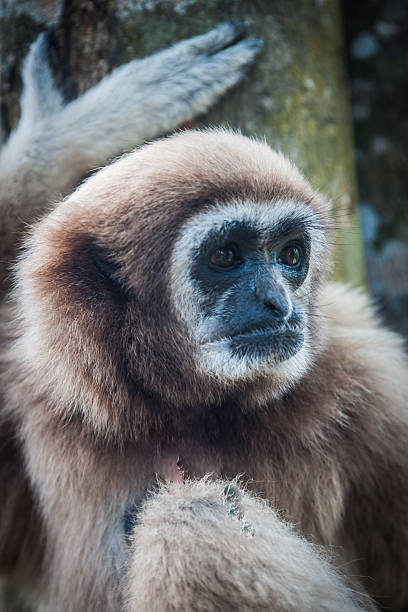 istock Little Brown Gibbon, Koh Samui, Thailand 538837953