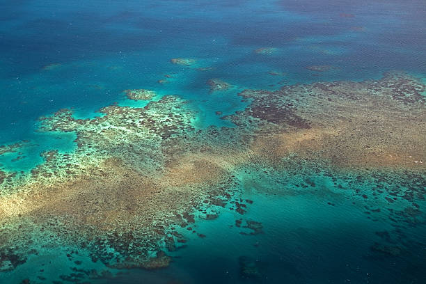 grande barreira de coral - geschützt imagens e fotografias de stock