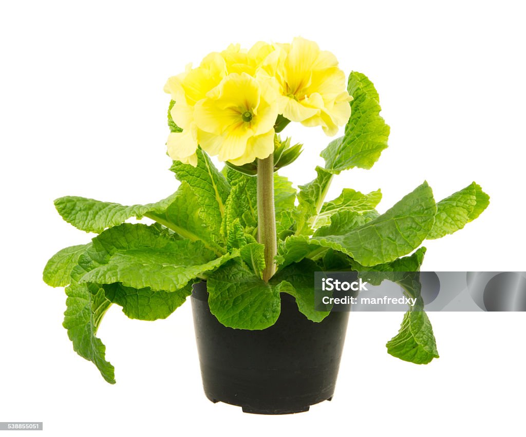 Isolated Yellow Primrose Flower Macro of an isoleated yellow primrose flower 2015 Stock Photo