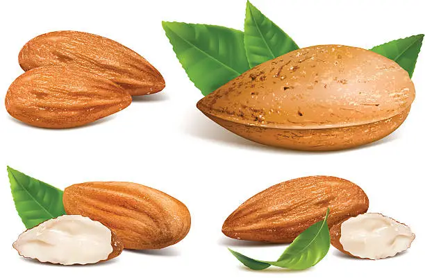 Vector illustration of Almonds with kernels