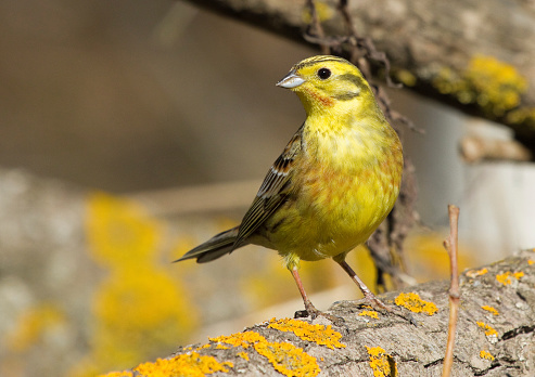 Yellowhammer on the branch