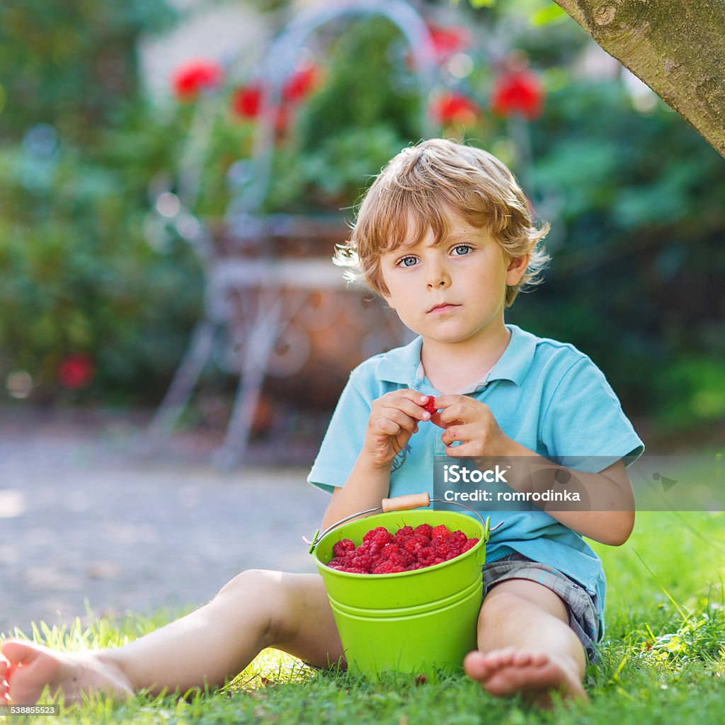 Adorable little preschool child eating raspberries in home's gar Adorable little preschool child eating raspberries in home's garden, outdoors. Sitting on ground with big buckets with berries. 12-17 Months Stock Photo