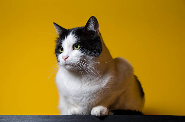 istock Black and white cat portrait 538855599