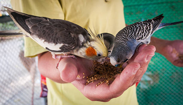 istock Parrots pecking seeds from the hand, Koh Samui, Thailand 538857975