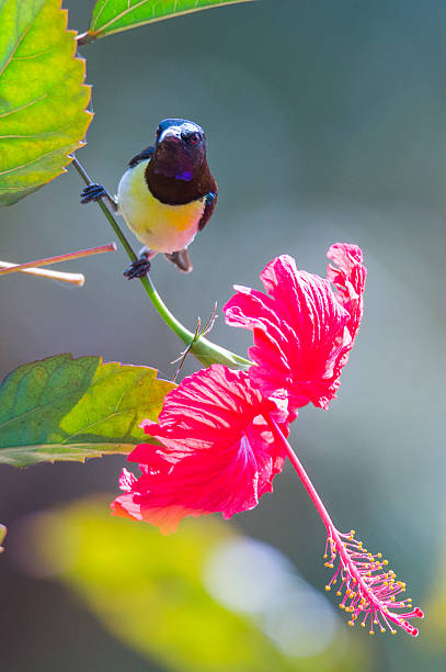 istock Purple rumped sunbird on flower 538858243