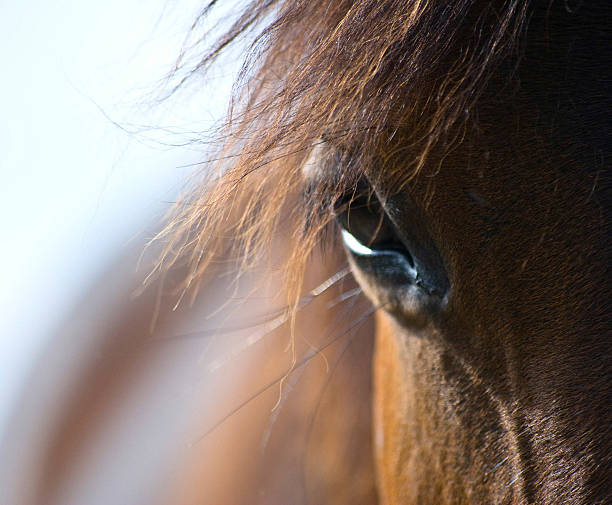 istock horse eye brown 538858255