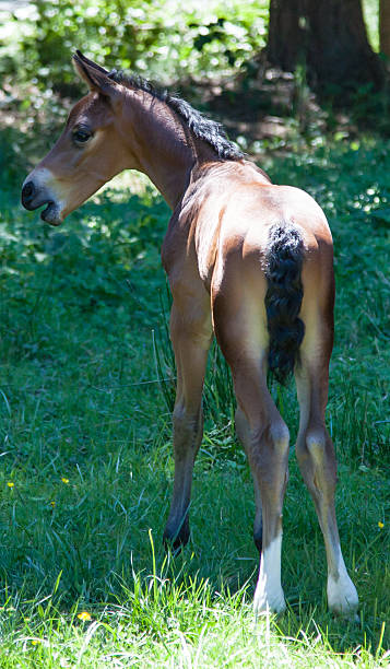 Young Colt standing on green grass stock photo