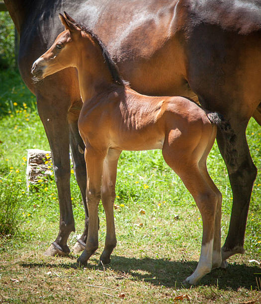 istock Young Colt with Mother 538858325