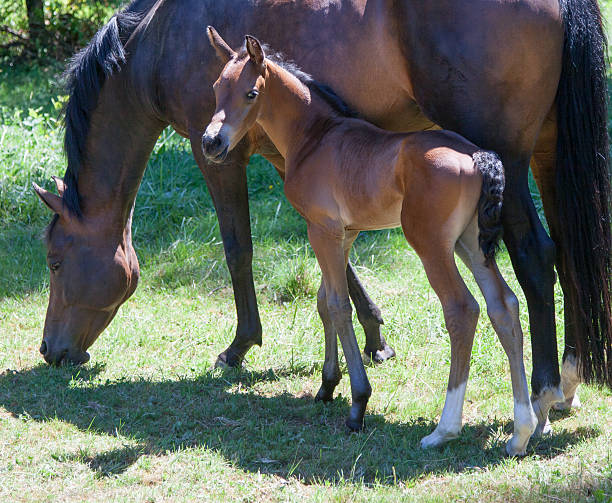 istock Young Colt with Mother eating green grass 538858341