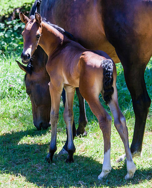 Young Colt with Mother eating green grass