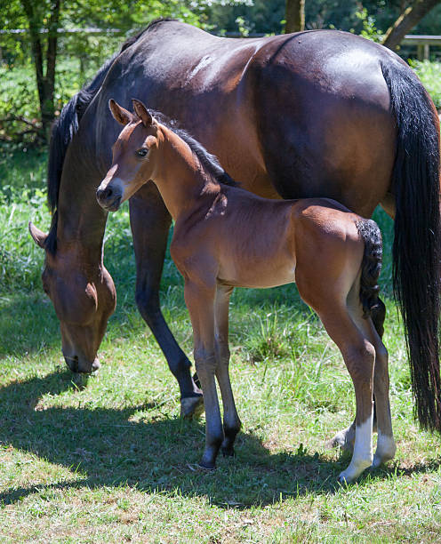 istock Young Colt with Mother eating green grass 538858423