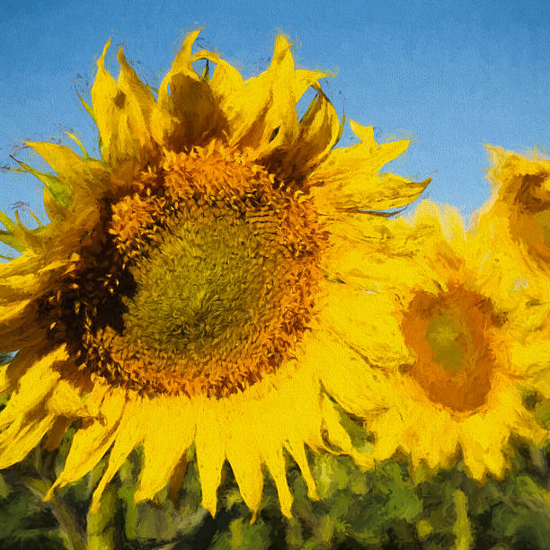 istock Sunflowers.Wildflowers. 538861654