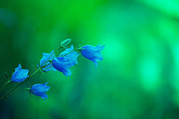 istock Green vintage blue bell flowers 538862008