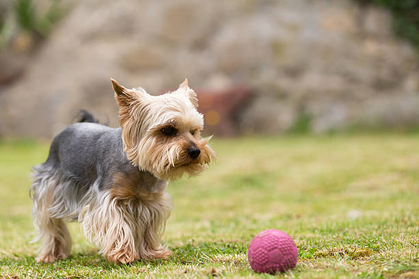 istock Cute small playful yorkshire terrier 538864124