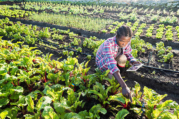 istock Young African male checking his tablet in vegetable garden 538864130