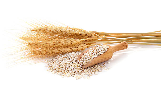 istock Barley grains isolated on white background. 538864272