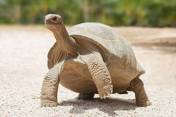Giant grey tortoise Giant grey tortoise standing on tropical island geochelone yniphora stock pictures, royalty-free photos & images