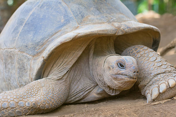 Giant grey tortoise standing Giant grey tortoise standing on tropical island geochelone yniphora stock pictures, royalty-free photos & images