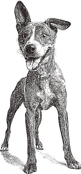 śmieszna, energiczna młody pies z miękką ucho - dog mixed breed dog puppy white background stock illustrations
