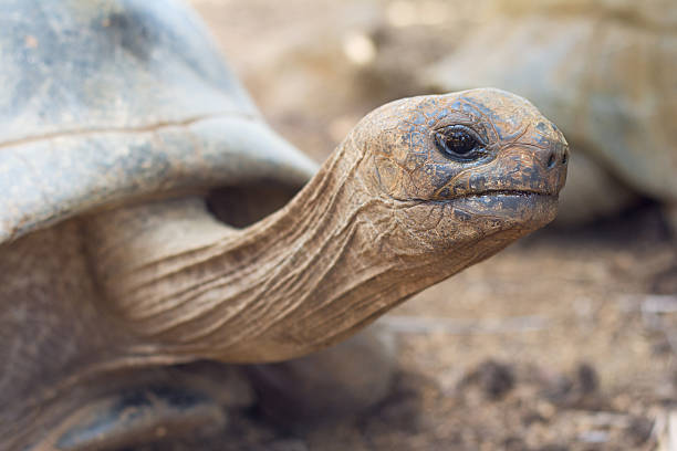 Giant grey tortoise close-up Giant grey tortoise standing on tropical island geochelone yniphora stock pictures, royalty-free photos & images