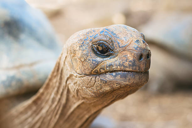 Giant grey tortoise, close-up Giant grey tortoise standing on tropical island geochelone yniphora stock pictures, royalty-free photos & images