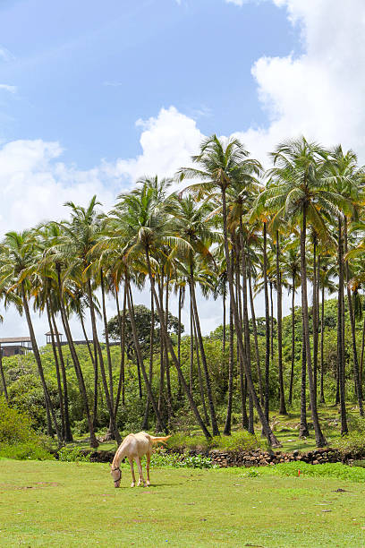 istock India Agonda Beach Palm GOA 538865232